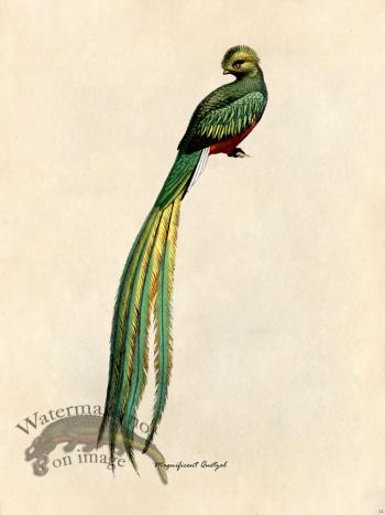 Magnificent Quetzal - Tribute Bd 34